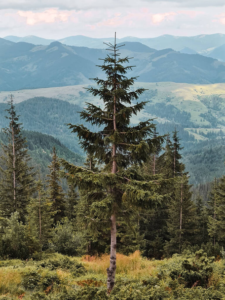 pine tree in the center of the pic in mountains. copy space - Фото, зображення