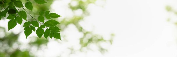 Closeup de bela natureza vista folha verde no fundo vegetação borrada no jardim com espaço de cópia usando como conceito de página de capa de fundo. - Foto, Imagem