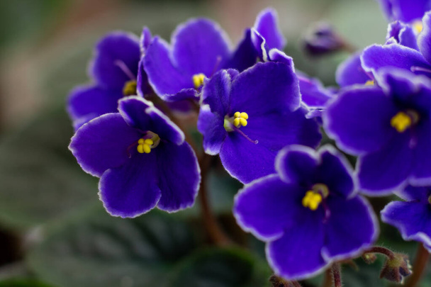 Macro photo of many blossoming african violet flower saintpaulia in blue colors. - Zdjęcie, obraz