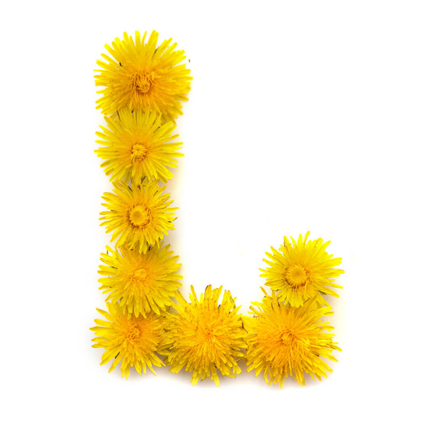 The letter L of the English alphabet of yellow dandelion flowers, isolate on a white background - Fotoğraf, Görsel