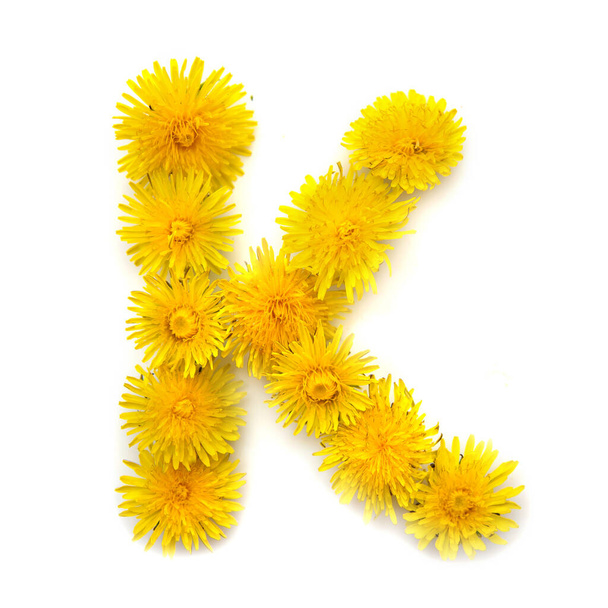 The letter K of the English alphabet of yellow dandelion flowers, isolate on a white background - Fotoğraf, Görsel