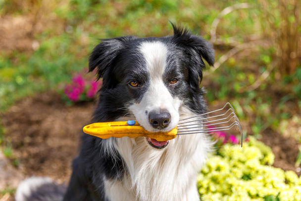 Outdoor portrait dog border collie holding garden rake in mouth on garden background. Funny puppy dog as gardener fetching rake for weeding ready to planting. Gardening and agriculture concept - Photo, Image