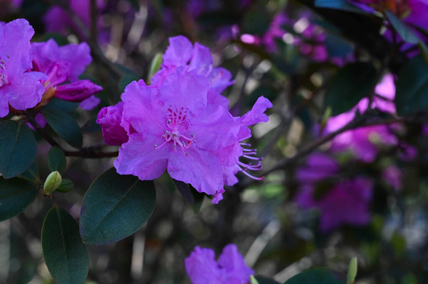 Close-up of a purple rhododendron flowers bloom - Photo, Image