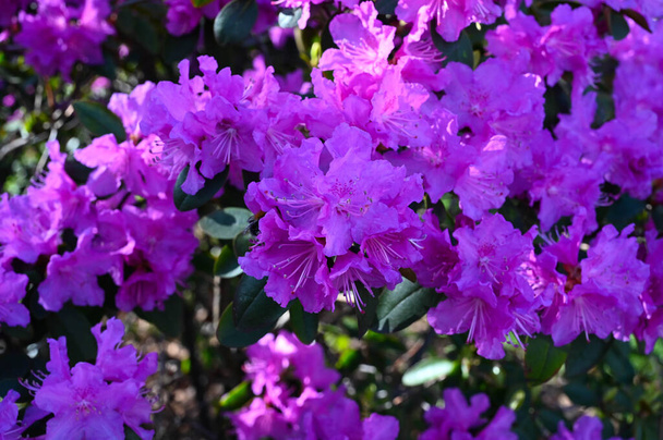 Close-up of a purple rhododendron flowers bloom - Photo, Image