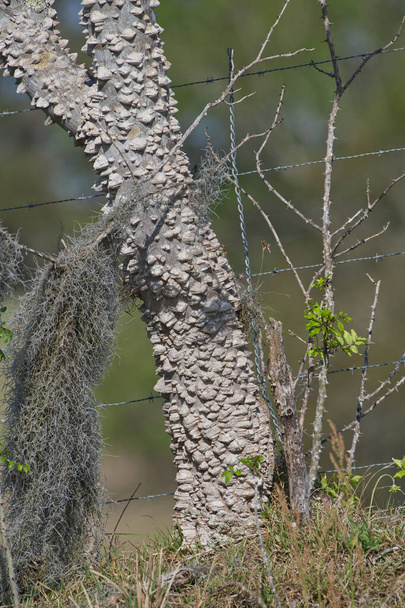 Zanthoxylum limonella (колючая ясень, клуб Геркулеса, дерево зубной боли) имеет серовато-белую кору с большими шипами и шипами, покрытыми вдоль ветвей. штопор, крупный план - Фото, изображение