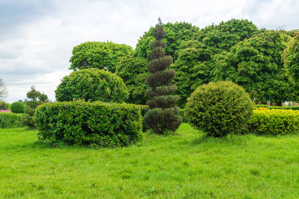 Topiary art in park design. Arbres et arbustes coupés dans un parc d'été de la ville. Parc paysager Evergreen. - Photo, image