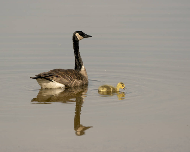 Canadian Goose with gosling baby swimming and displaying their wings, head, neck, beak, plumage in their environment and habitat and enjoying its day. Canada Geese Image. Picture. Portrait. Photo. Canada Geese Image. Picture. Portrait. Photo. - Photo, Image