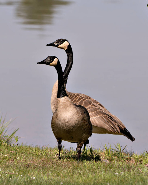 Canadian Geese couple close-up profile view with a blur blue water background in their habitat and environment, looking to the left. Canada Goose Image. Picture. Portrait. Photo. - Фото, изображение