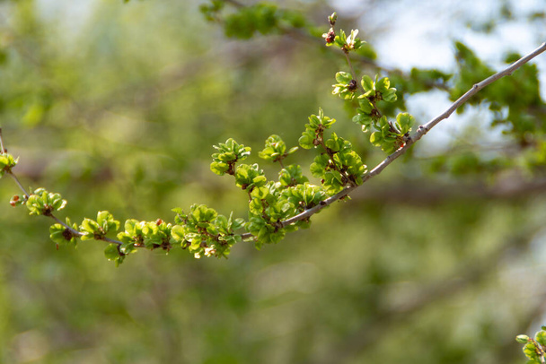 Blossom tree background, nature photography - Photo, Image