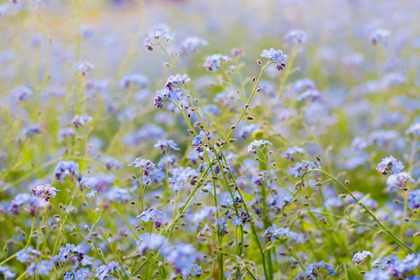 Myosotis scorpioides in a wild field. Blue small flowers in the field. - Photo, Image