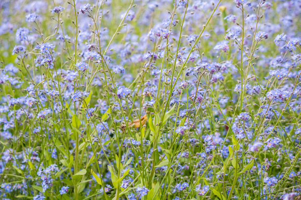 Myosotis skorpiók egy vad mezőn. Kék kis virágok a mezőn. - Fotó, kép