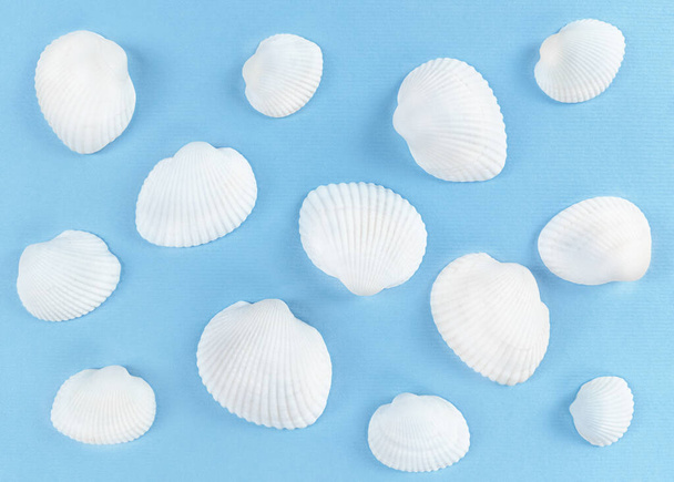 White sea shells on a blue background. - Photo, Image