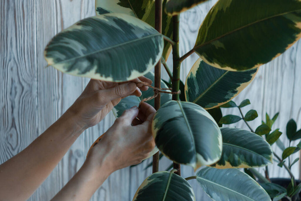 Τα χέρια μιας γυναίκας δένουν ένα ψηλό φυτό σε ένα ραβδί στήριξης μπαμπού με σπάγκους κλωστής. Εσωτερική ficus καουτσούκ elastica φροντίδα σε λευκό ξύλινο φόντο με zamioculcas. Κηπουρική - Φωτογραφία, εικόνα