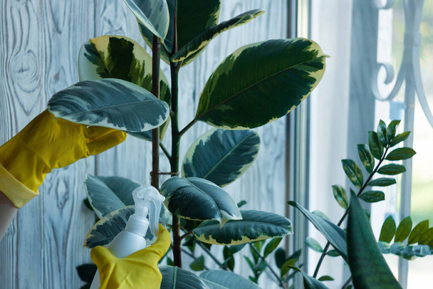 Gelbe gummierte Frauenhände besprühen Ficus-Elastika-Blätter mit Wasser. Feuchtigkeitsspendende Kautschukbaumpflanze für Innenräume. Weiße Sprühflasche aus Kunststoff. Gartenarbeit zu Hause, Pflege. - Foto, Bild