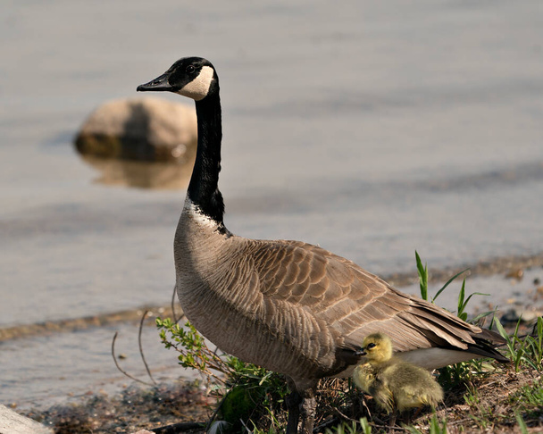 Canadian Goose adult and baby gosling close-up profile view resting on grass in their environment and habitat with blur water background.. Adult and Gosling baby Image. Picture. Portrait. Photo. - Foto, imagen