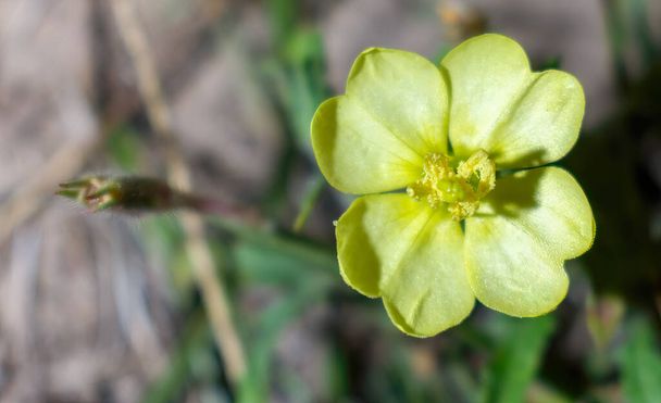 Common evening primrose (Oenothera biennis) is a biennial common to a wide variety of upland sites throughout Florida,  large showy yellow flowers, lanceolate petals - Photo, Image