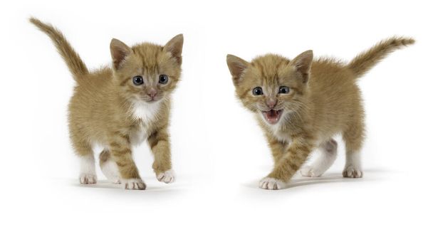 Dvě malé oranžové pruhované kotě na bílém pozadí - Fotografie, Obrázek