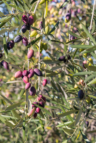 Ripe Olive Tree Black Fruits Stock Photo - Image of detail