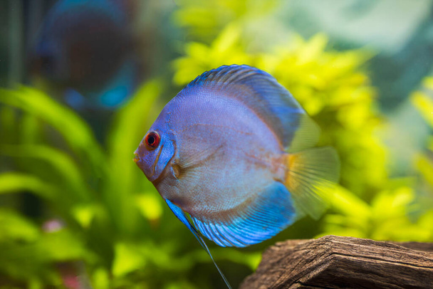 Vue de magnifiques poissons d'aquarium de disque de diamant bleu isolés. Concept de passe-temps. Suède. - Photo, image