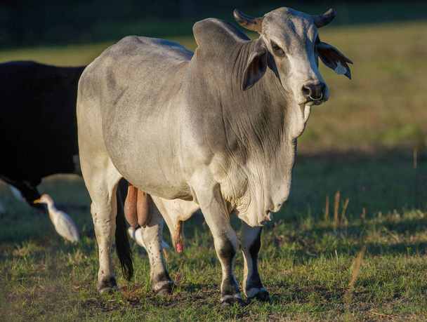 ブラフマン（英: Brahman 、 Bos taurus indecus）は、アメリカ合衆国のゼブリン・タウリン・ハイブリッド牛である。鼻リング付きの国内の白い雄牛-背景に白い鳥がぼやけている - 写真・画像