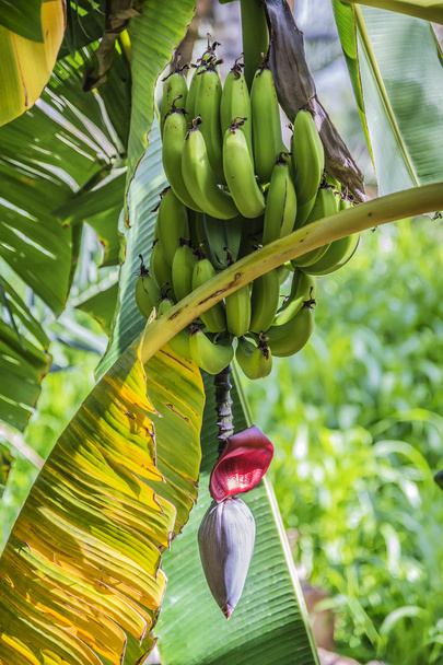 Banana blossom Misfah Abreyeen - Φωτογραφία, εικόνα