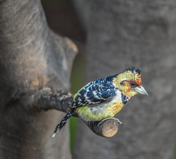 A Crested barbet (Trachyphonus vaillantii) perched on a tree branch in South Africa game reserve - Photo, Image