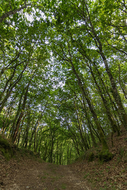 Forest trail in spring with trees and lush vegetation - Photo, image