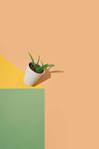Creative retro style concept of a cactus on yellow, green and peach pastel background. Modern floral arrangement, minimal background idea. - 写真・画像