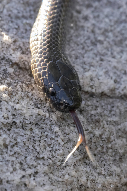 Oriental Serpiente de ojos pequeños parpadeando lengua - Foto, Imagen