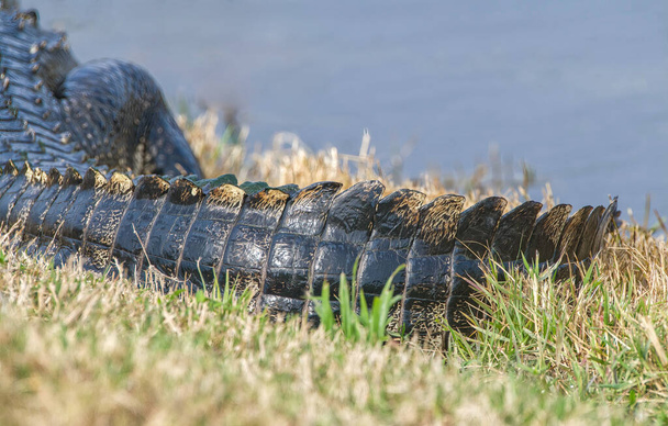 americký krokodýl ocas (Aligator mississippiensis) ocas zblízka, na okraji sladké vody, ukazuje jizvy nebo žluté barvy vzor, intenzivní detail - Fotografie, Obrázek