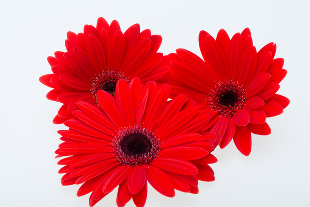 Красный цветок герберы - Фото, изображение