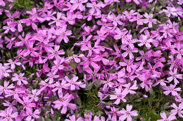 aubrieta cultorum - ピンクまたは紫の小さな花 - 写真・画像