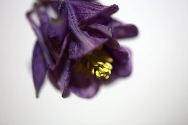 Flor de flor selvagem close up fundo botânico Aquilegia vulgaris família ranunculaceae tamanho grande alta qualidade impressões - Foto, Imagem