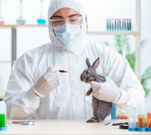 Vet γιατρός έλεγχο κουνέλι στην κλινική του - Φωτογραφία, εικόνα