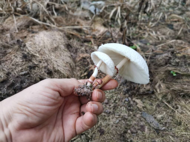 дикий отруйний смердючий гриб
 - Фото, зображення