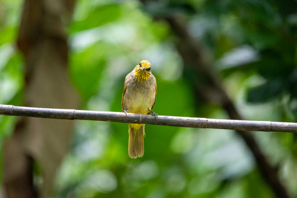 タイの熱帯林の美しい鳥. - 写真・画像