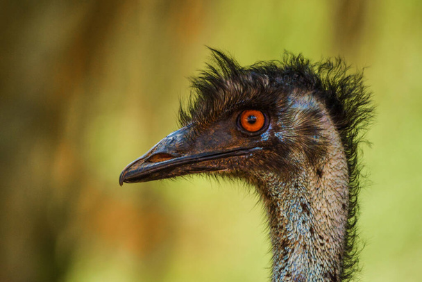 Emu Nahaufnahme Schuss auf jeddah - Foto, Bild