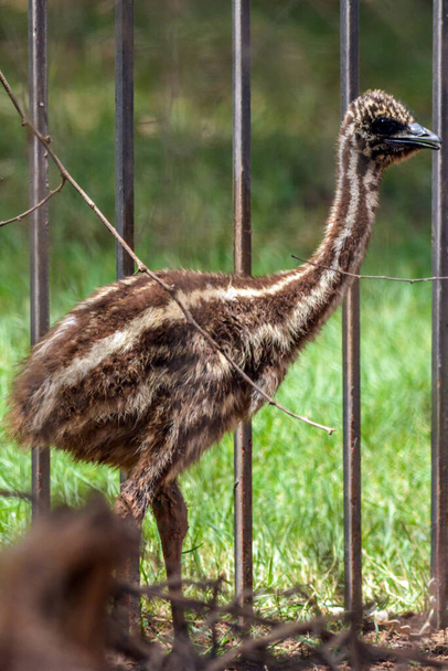 Emu juvenile Nahaufnahme - Foto, Bild