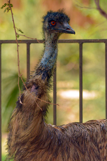 Emu close-up tiro em Jeddah - Foto, Imagem