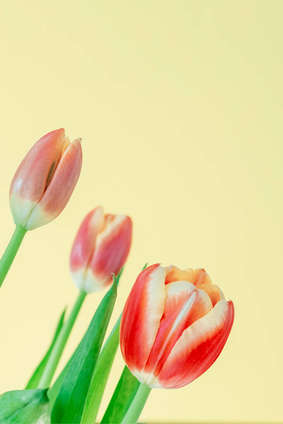 Hermosos tulipanes rojos sobre un fondo amarillo. Flores frescas de primavera. Copia espacio para texto. Concepto floral de verano. - Foto, Imagen