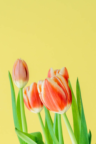 Hermosos tulipanes rojos sobre un fondo amarillo. Flores frescas de primavera. Copia espacio para texto. Concepto floral de verano. - Foto, Imagen