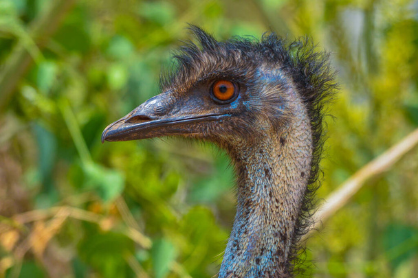 Emu Nahaufnahme Schuss auf jeddah - Foto, Bild