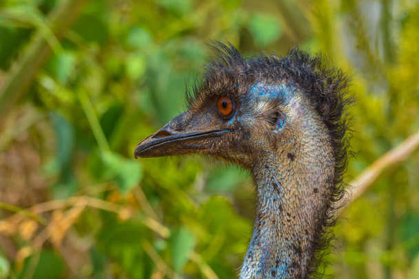 Emu close up shot at Jeddah - Photo, Image