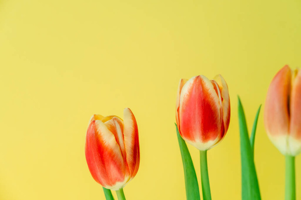 Hermosos tulipanes rojos sobre un fondo amarillo. Flores frescas de primavera. Copia espacio para texto. Concepto floral de verano. - Foto, imagen