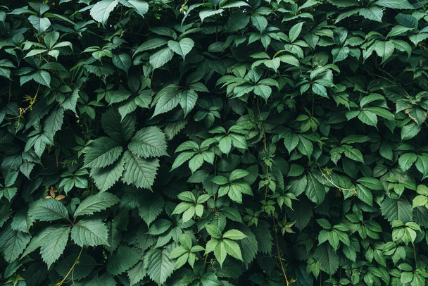 Υφή από πολλά φρέσκα όμορφα φύλλα πράσινου άγριου σταφυλιού. Φυσικό περιβάλλον. - Φωτογραφία, εικόνα