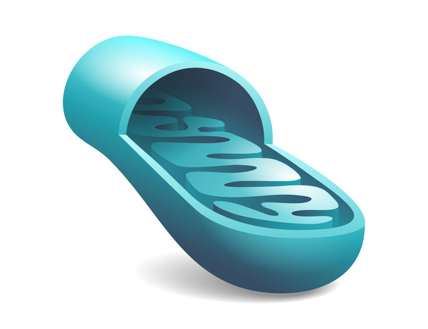Rebanada de mitocondrias con estructura y componentes - Vector, Imagen