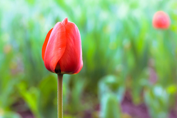 Piękny tulipan czerwony kwitnący tulipan na długim łodydze na zielonym naturalnym tle wiosną, latem. Wiosenny kwitnący ogród, podwórko. Niesamowite kwitnące kwiaty na trawniku. - Zdjęcie, obraz