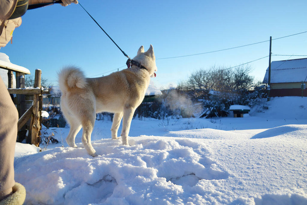 Zimowy spacer z psem domowym w słoneczny dzień. - Zdjęcie, obraz