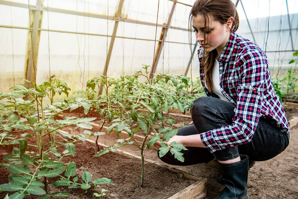 Donna potatura pianta di pomodoro in serra. - Foto, immagini