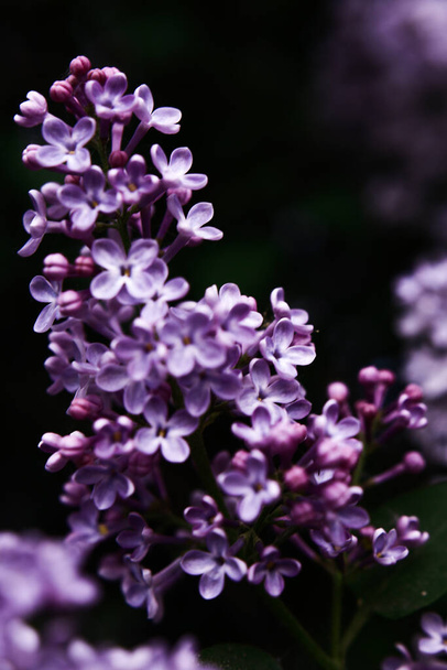 Beautiful lilac blossom. Dark spring background with soft focus. - Foto, Imagen